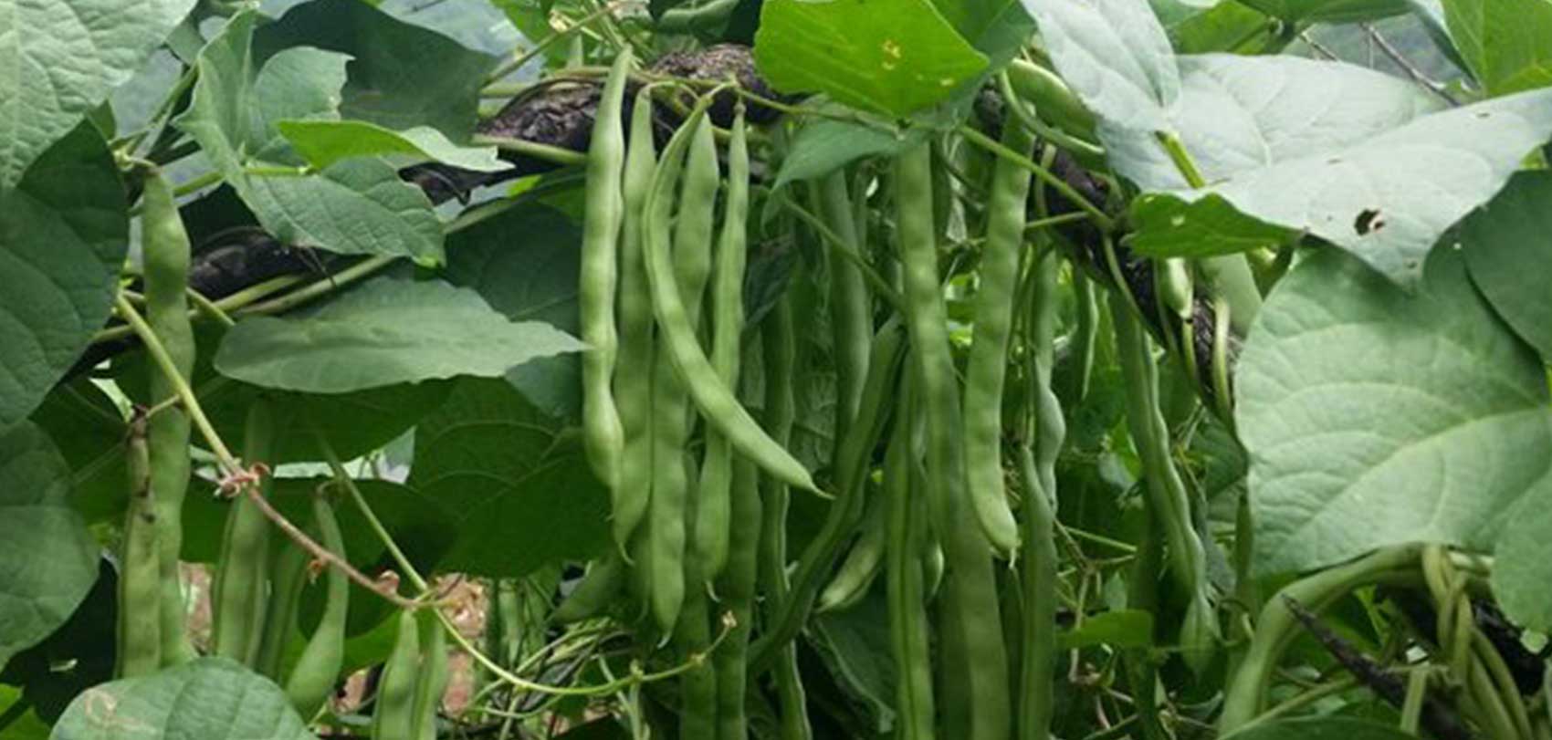 जुम्लाको तिलामा सिमी जोन कार्यक्रम सञ्चालन हुने 